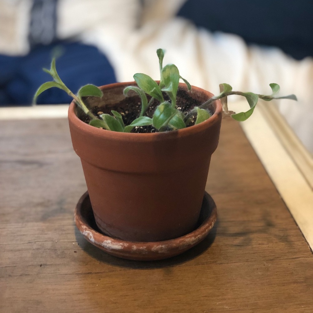 Collection of easy to care for plants in terra Cotta pots